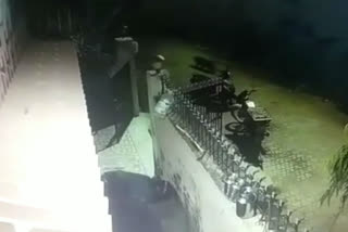 leopard-video-captured-in-cctv