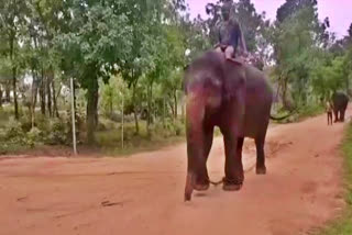 Ganga elephant