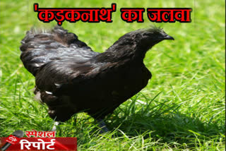 Kadaknath became center of attraction,  कड़कनाथ बना आकर्षण का केंद्र, ajmer exhibition,अजमेर प्रदर्शनी, अजमेर न्यूज, ajmer latest news,  प्रभारी मंत्री प्रमोद जैन भाया,