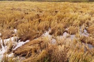 Rain in Gumla, crop wasted due to rain, latest news of Jharkhand, गुमला में बारिश, बारिश से फसल बर्बाद, झारखंड की ताजा खबरें