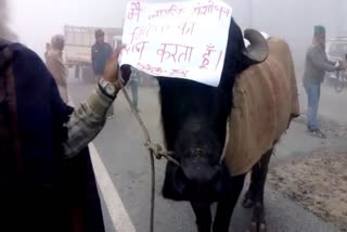 RJD workers protest against CAA in Vaishali with Buffalo