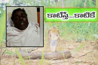 farmer died in divisima due to snake bite