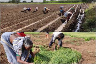 farmers