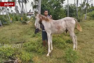 horse-sales-kicked-started-in-thanjai