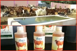 Chhindwara Municipal Corporation will buy cow dung and urine