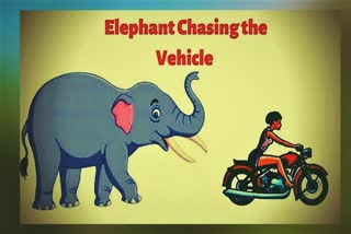 elephant chasing