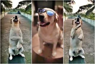 avane-srimannarayana-signature-step-dog-dance-video-viral