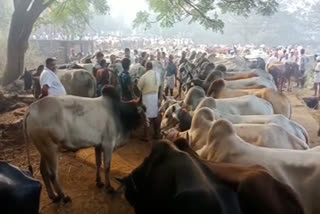 എടക്കര കന്നുകാലി ചന്ത  വ്യാജവാര്‍ത്ത  കന്നുകാലി  Edakkara cattle market  fake news