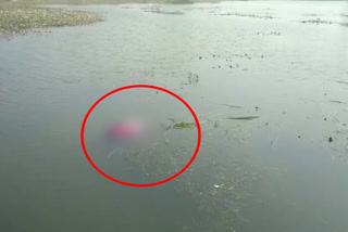 Dead body found in Pench river