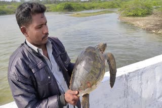 Sea turtle Dhanush kodi