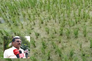 rice crops attacked by aanaikomban, tanjore farmers demanding support from govt, ஆனைகொம்பன் நோய் தாக்குதல், 20ஆயிரம் ஏக்கர் நெற்பயிர்கள் பாதிப்பு