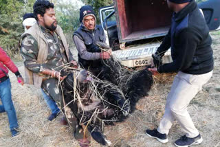 department rescued bear in raigarh