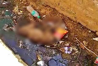 officers-irresponsible-monkey-death-in-chikkaballapura