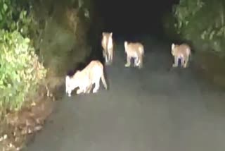 tigers on road in uttarakhand