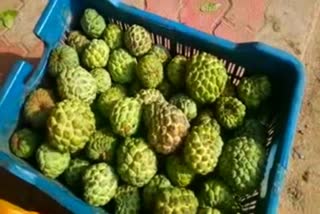 Sugar apple