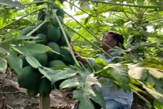 Papaya growers farmers