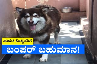 ಬೆಂಗಳೂರು ಕೋಟಿ ಮೌಲ್ಯದ ನಾಯಿ ಕಳ್ಳತನ ಪ್ರಕರಣ, bengaluru dog stolen news