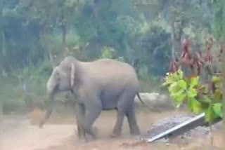 Elephant crushed elderly man