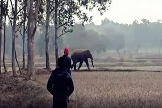 Elephant destroy house