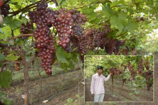 grape growing farmers in nashik rescued grapes from natural disaster
