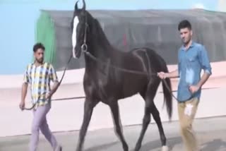 shan horse