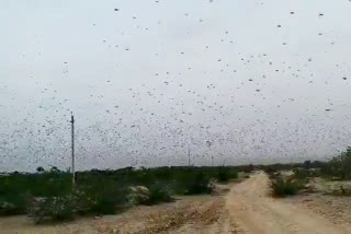 जालोर में टिड्डी का हमला , Grasshopper attack in jalore