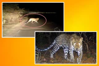 leopard spotted in rajapur residential area