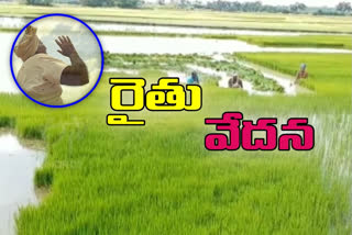 nellore farmers worry about it's crop