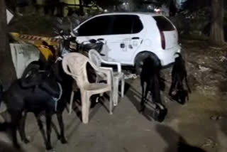 theft-of-goats-has-been-reported-in-kolhapur