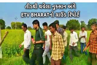 ખેડૂતોને તીડ આક્રમણથી મોટું નુકસાન