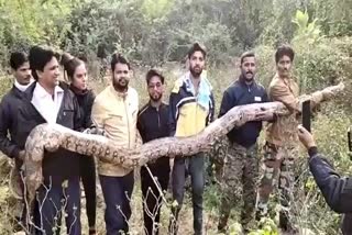 15 फिट लंबा अजगर, 15 fit long dragon