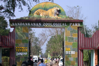 pangolin birth at nandanakanan