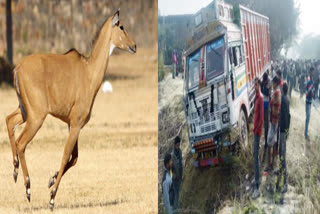 Nilgai suddenly came in front of high speed truck