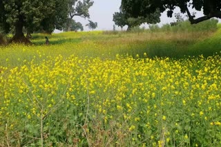 Mustard cultivation