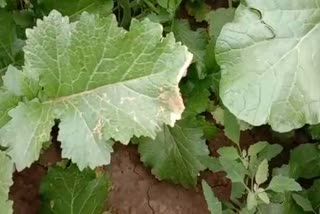 dholia disease in mustard crop