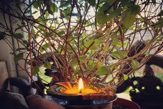 Tulsi Puja Day