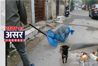 noida Authority capturing street Dogs