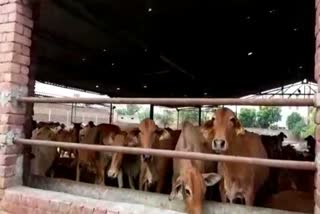 animal husbandry haryana