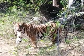 man-dead-due-to-tiger-attack-in-rajuri-chandrapur