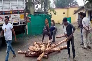 forest department team take action against four wood smugglers in dewas