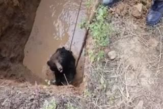 a Bear rescued from a well at nabarangpur