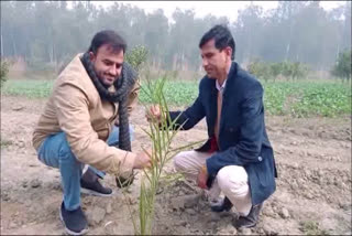 farmer growing dates in horticulture farming in palwal
