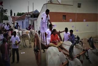 cows cart Election propaganda campaign in Erode