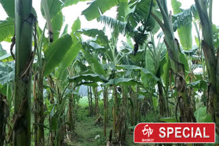 banana cultivation in gopalganj