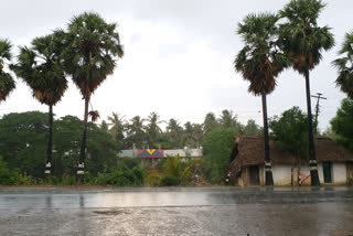 due to rain loss of crop in raigad