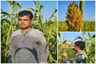 A farmer from Vijayapur who grew white corn