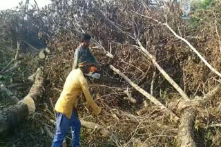 Thousands of trees cut for airport construction in Bokaro