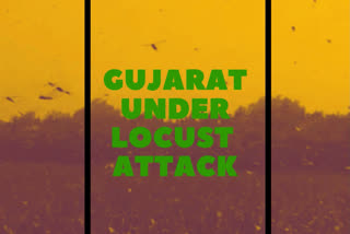 11 central teams sent to Gujarat to tackle locust attack