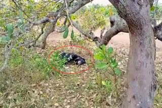 bear death in nabrangpur