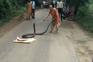 king cobra